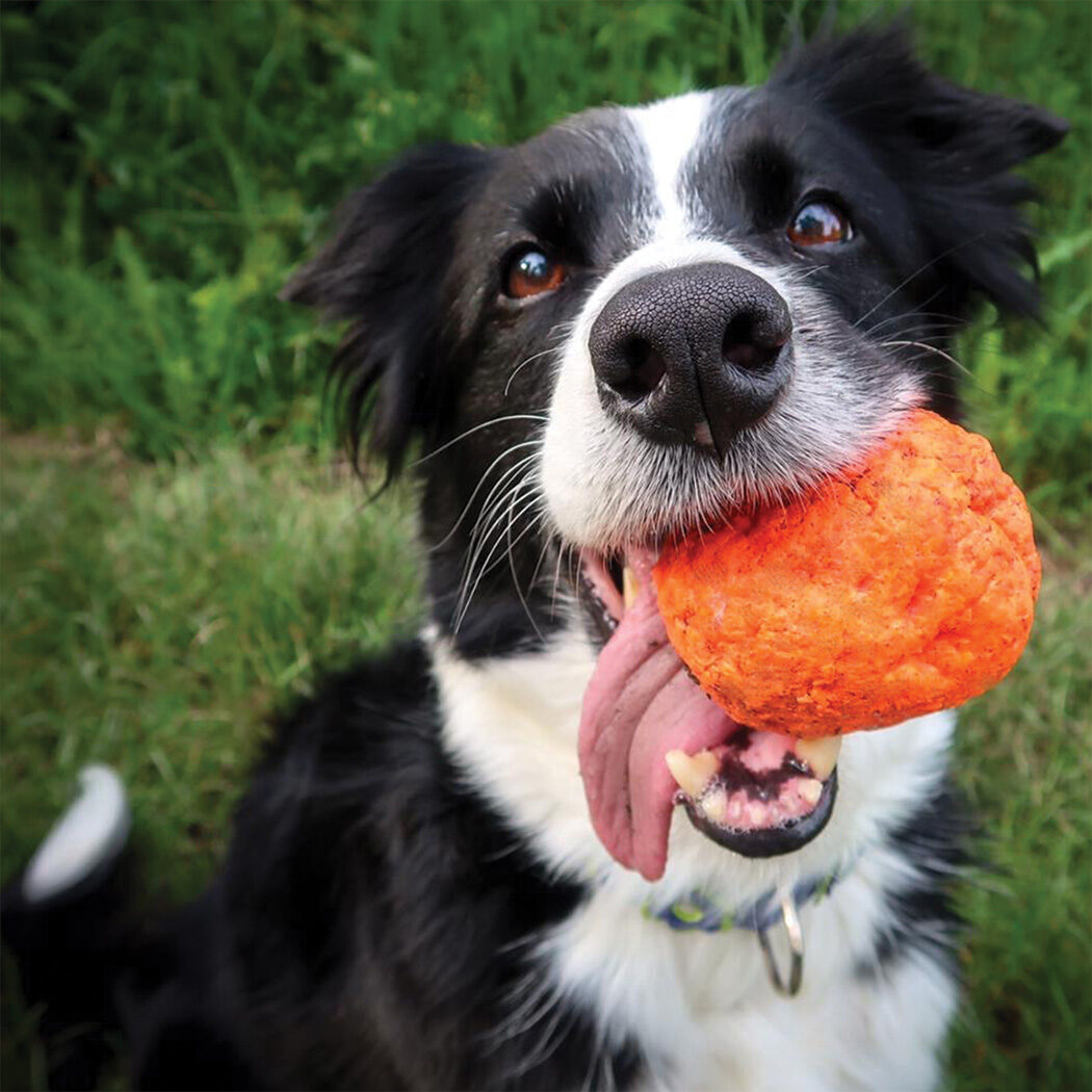 A border collie carrying an orange WUNDERball