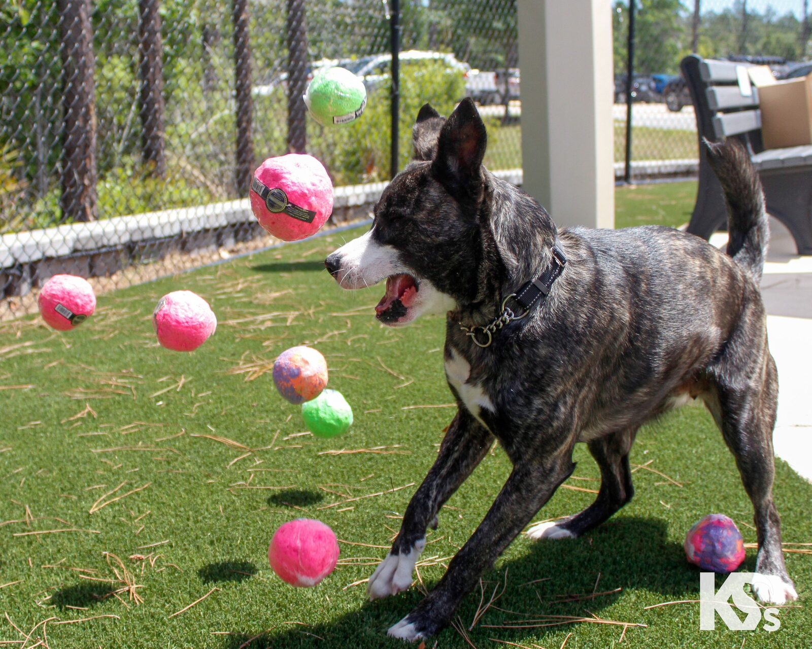 A dog mid-run with a WUNDERball