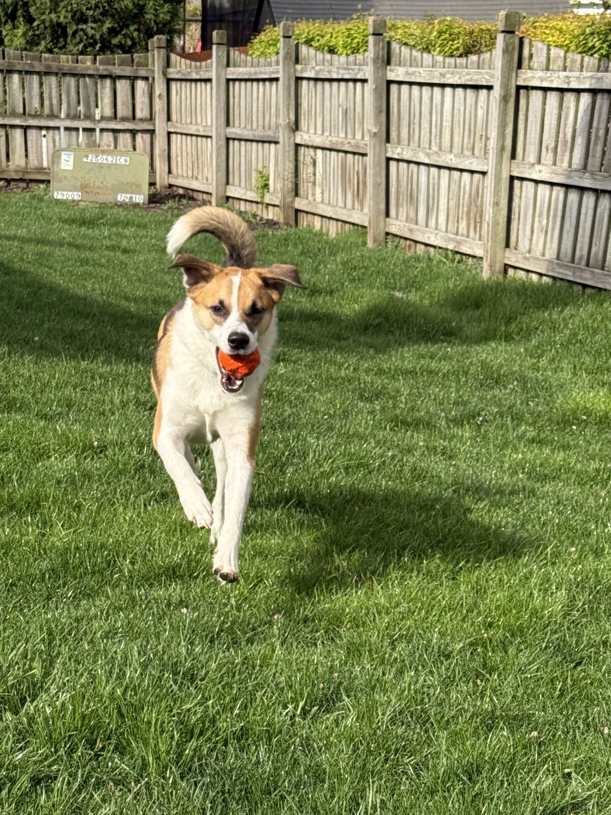 A dog leaping to catch a WUNDERball mid-air