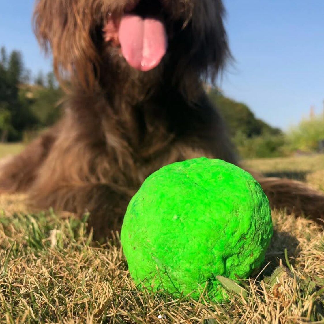 A dog with a green WUNDERball