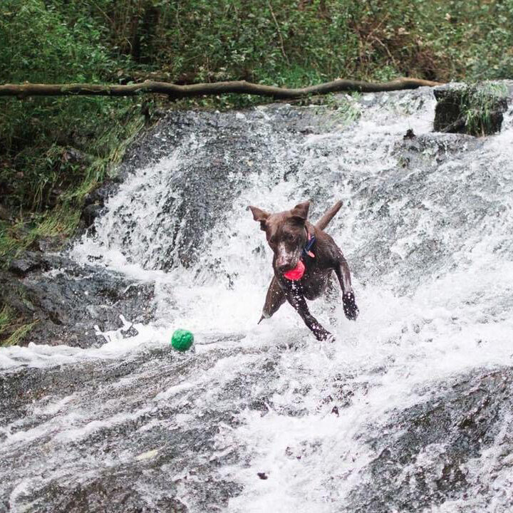 A dog splashing through water after a WUNDERball